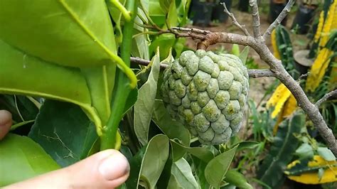 Frut Feras Produzindo Em Vaso Jabuticaba Olho De Boi E Sabar Laranja