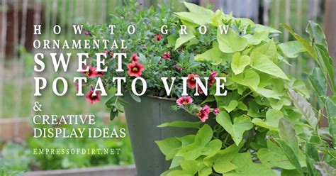 How To Grow Decorative Sweet Potato Vines Shelly Lighting