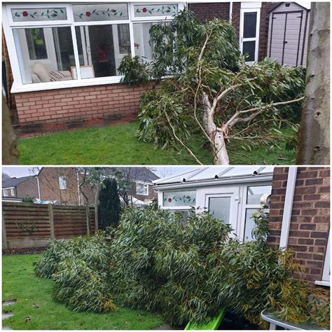 One of my three trunks of eucalyptus tree has come down in a storm