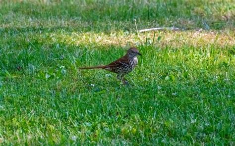 Brown Thrasher Standing In Green Grass Stock Image Image Of Lawn