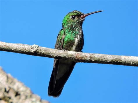 Foto Beija Flor De Garganta Verde Chionomesa Fimbriata Por