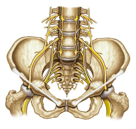 Sacrum And Coccyx Diagram