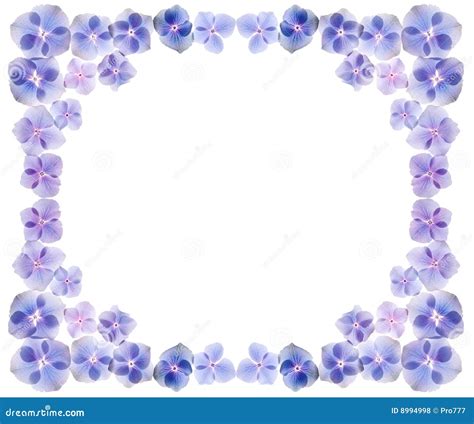 Hydrangea Flowers Frame Stock Illustration Illustration Of Design