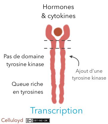 R Cepteur Coupl Une Tyrosine Kinase Celluloyd