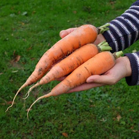 Carotte Berlicum Bio La Boîte à Graines