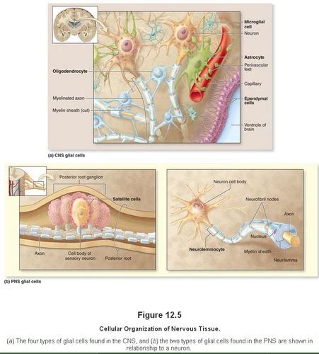 Nervous Tissue Glial Cells