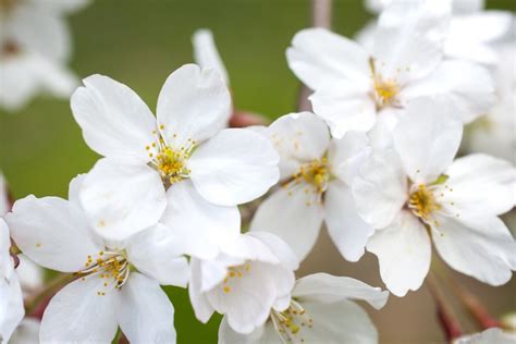 Ft Weeping Cherry Blossom Tree Edu Svet Gob Gt