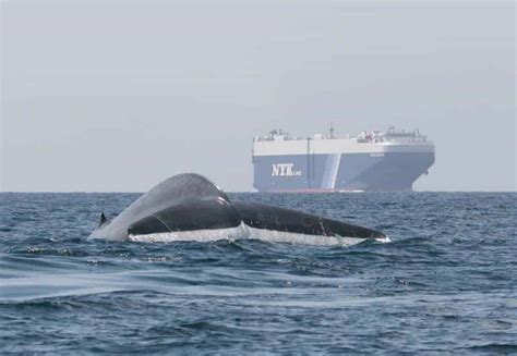 Global Study Maps Whale Ship Collision Risk Of Whale Habitats