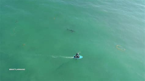 Drone Footage Shows Surfers Hitting The Water Near Sharks Good