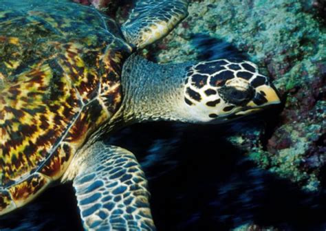 Aldabra Atoll Seychelles Smithsonian Ocean