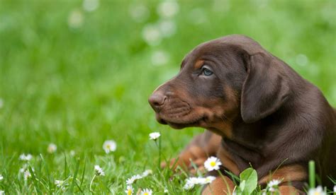 How to Train a Doberman Puppy to Come | Wag!