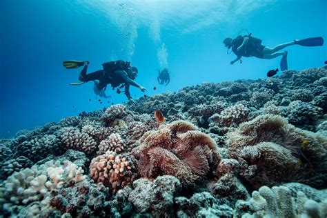 Diving In Bora Bora Top Snorkeling And Diving Spots