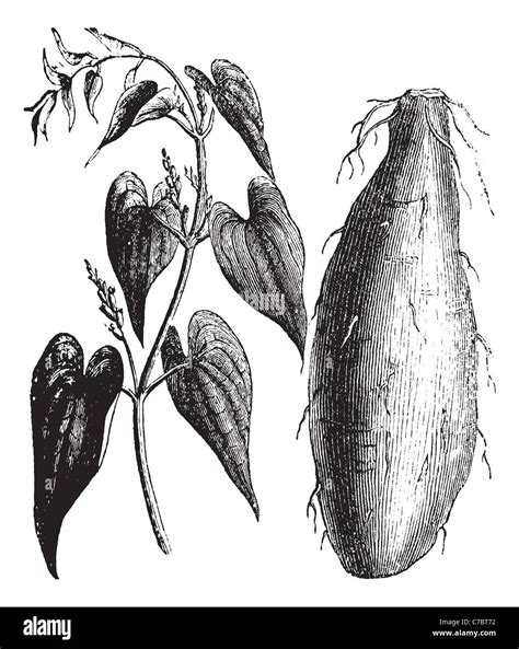 Purple Yam Or Dioscorea Alata Vintage Engraving Old Engraved