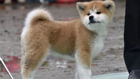 Hachiko Breed