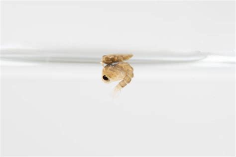 Mosquito Pupa Stock Photos, Pictures & Royalty-Free Images - iStock