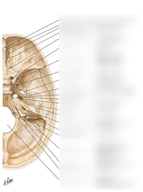 Foramina and Canals of cranium Diagram | Quizlet