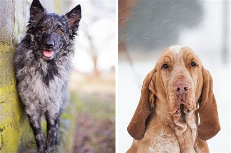 These 10 New AKC Dog Breeds Will Leave You Breathless