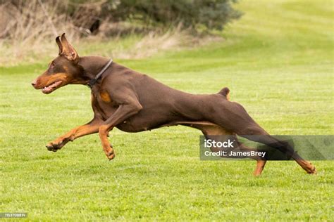 Powerful Muscular Sleek Red Doberman Pinscher Running Outdoors Stock