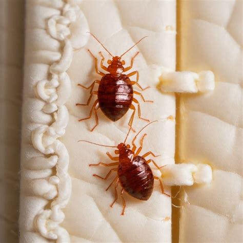 Bed Bugs, Nymphs and Tulsa Exterminator - TermMax