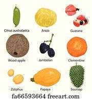 Free Art Print Of Papaya Or Papaw Set Hand Drawn Fruits Papayas On