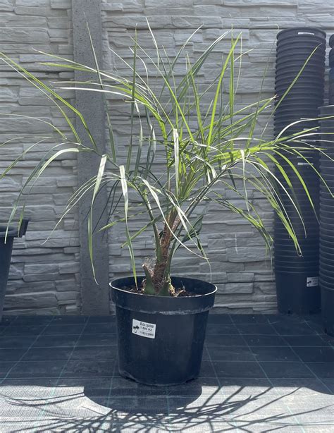 Palmy Butia odorata capitata cca 80 cm Exotická zahrada Přibice