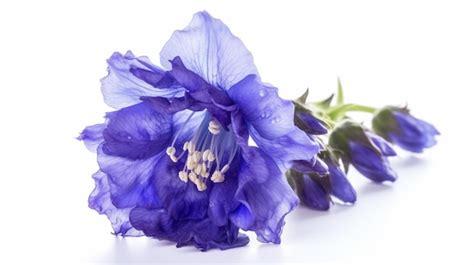 Una Flor Azul Con Un Tallo Verde Y Un Fondo Blanco Foto Premium