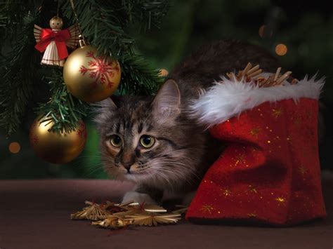 Consejos Para Evitar Que Tu Gato Rompa El Rbol De Navidad