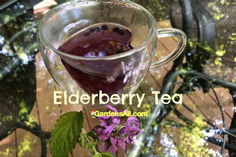 How To Make Elderberry Tea Using Elderberries And Elderflowers Gardensall