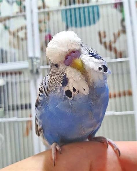 English Budgie Care Guide: Size, Personality, Lifespan & FAQs