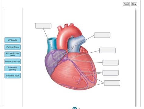 Solved Reset Help Nucleus Parietal Pericardium Myocardium Chegg