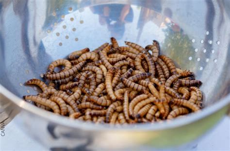 Qu Significa Encontrar Gusanos En La Casa Es Maldad Vibra