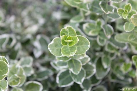 Euonymus Fortunei Emerald Gaiety Urban Tree Farm Nursery