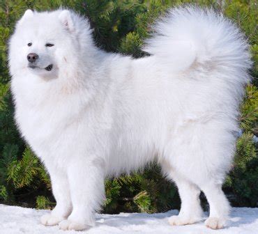 Samoyed Dog Breed | Info | Characteristics | Glomerulopathy