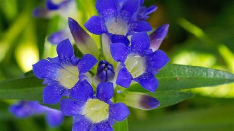 Горечавка (37 фото): посадка и уход в открытом грунте, желтая и ...