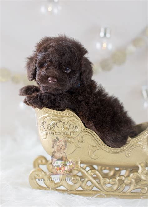 Chocolate Toy Poodle Puppy #294 Teacup Puppies | Teacup Puppies & Boutique