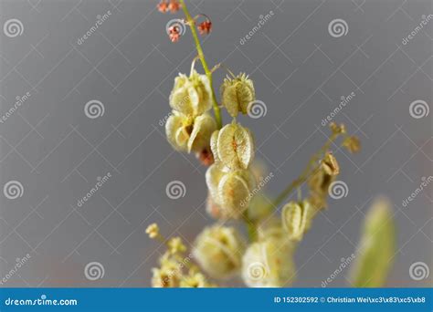 Seeds of a Bladder Dock Plant, Rumex Vesicarius Stock Photo - Image of ...