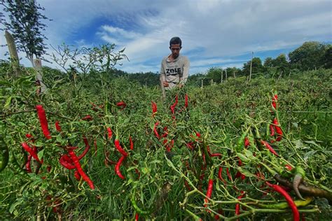 Pertanian Selamatkan Perekonomian Aceh Sumbang Serapan Tenaga Kerja