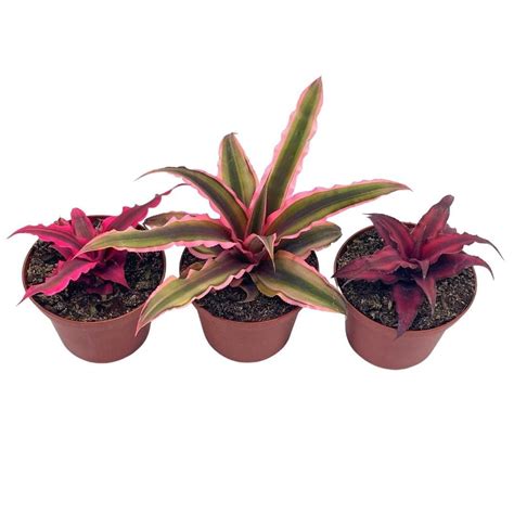 Cryptanthus Bivittatus Assortment Earth Star Bromeliad Set 3