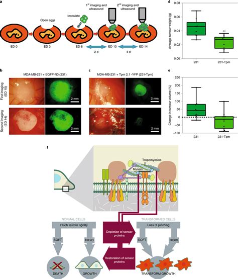 Restoration Of Rigidity Sensing In Transformed Cells Blocks Tumour