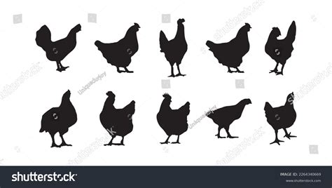 Hen Broiler Chicken Silhouettes Vector Illustrator Stock Vector