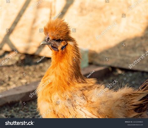 Golden Silkie Hen Chinese Silk Chicken Stock Photo 2212204821