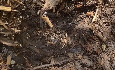 How To Mulch Vegetable Garden Gardenprofy