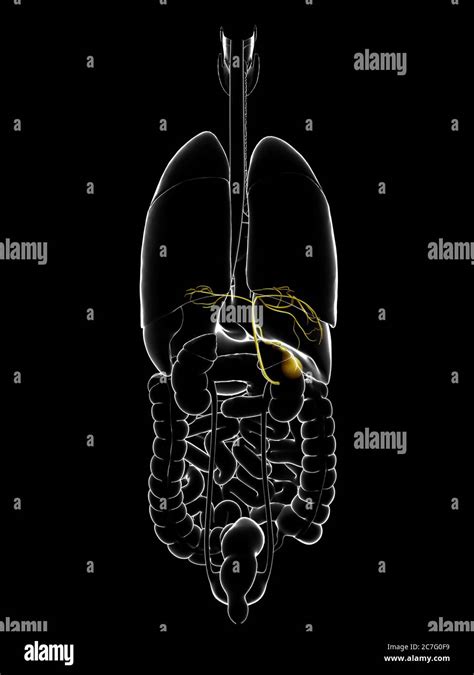 Anatomie de la vésicule biliaire Banque de photographies et dimages à