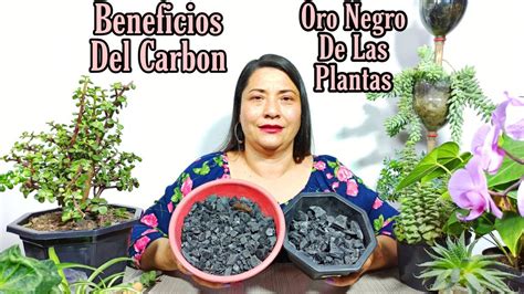 5 Beneficios Del Carbón Oro Negro para tus plantas YouTube