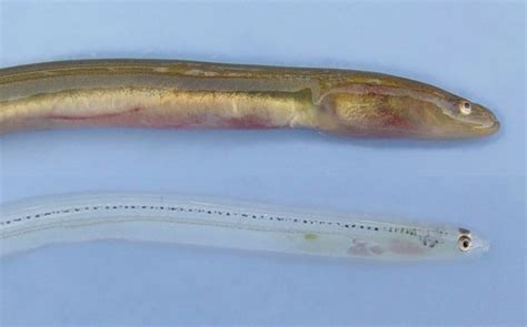 American Eel