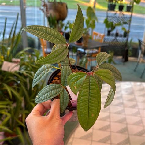 Anthurium Arisaemiodes Emerald City Orchids