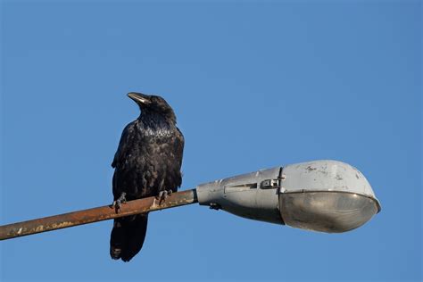 Burung Gagak Pengamatan Foto Gratis Di Pixabay Pixabay