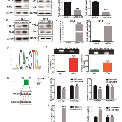 Tbl X Regulates Flot Expression By Binding To Its Promoter With Tcf