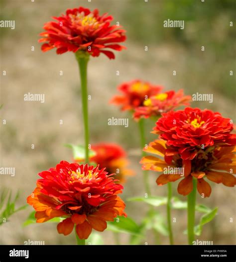 Beautiful flowers in nature Stock Photo - Alamy