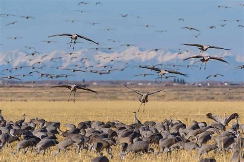 Fascinating Journey Of Bird Migration Explained Nature Roamer